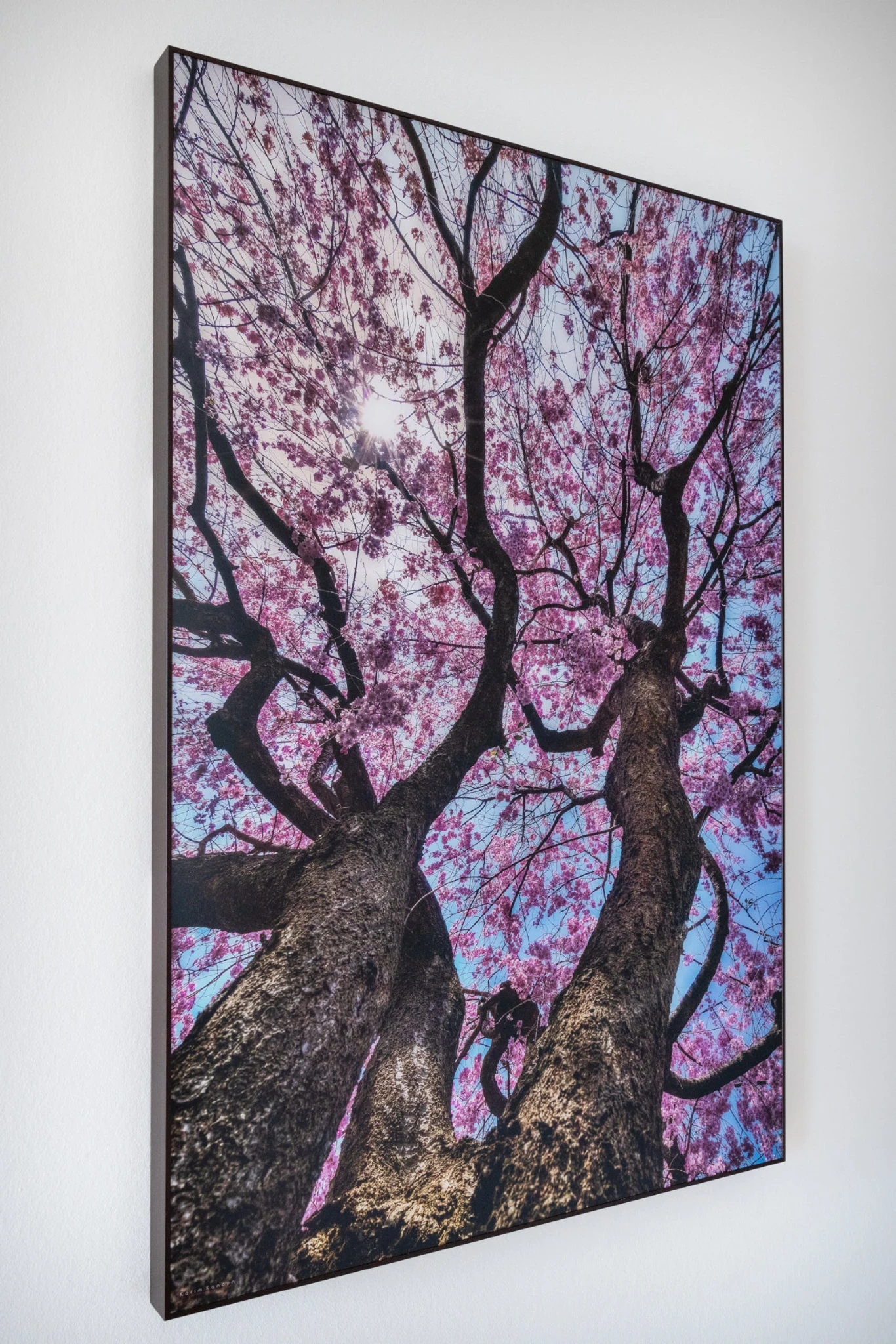 The Sakura Dance - vista 4