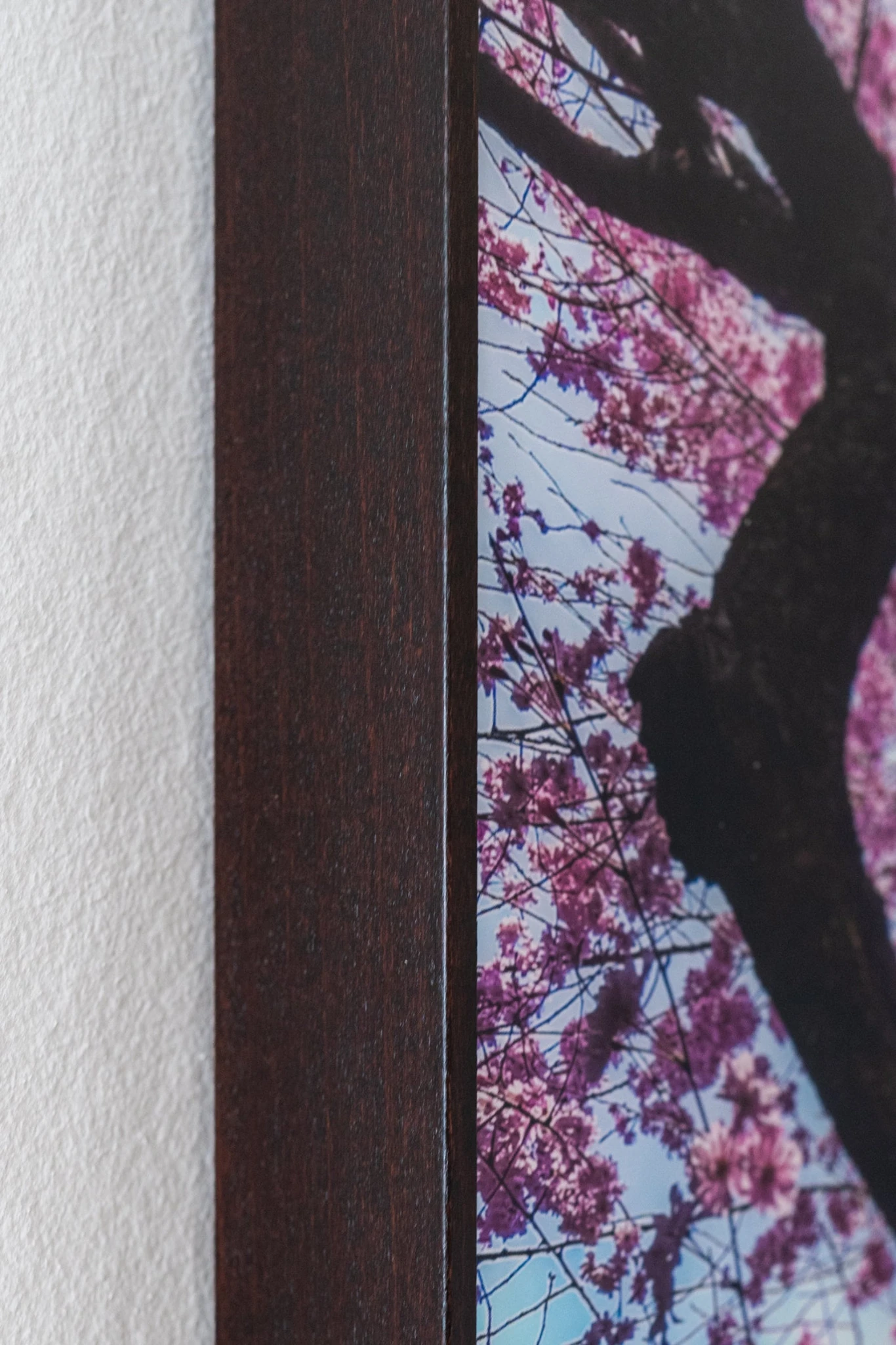 The Sakura Dance - vista 3