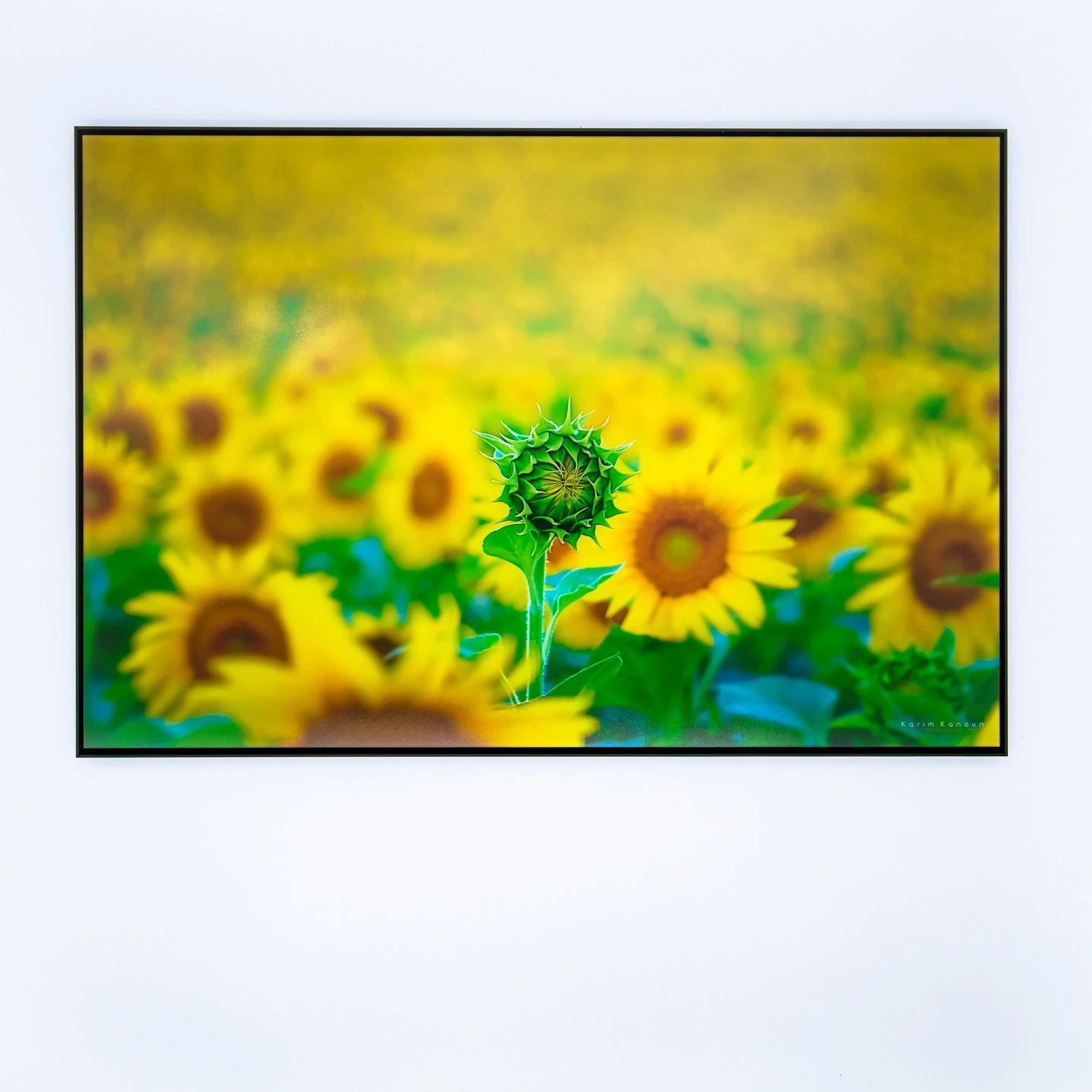 Disctinction - Ansicht 3