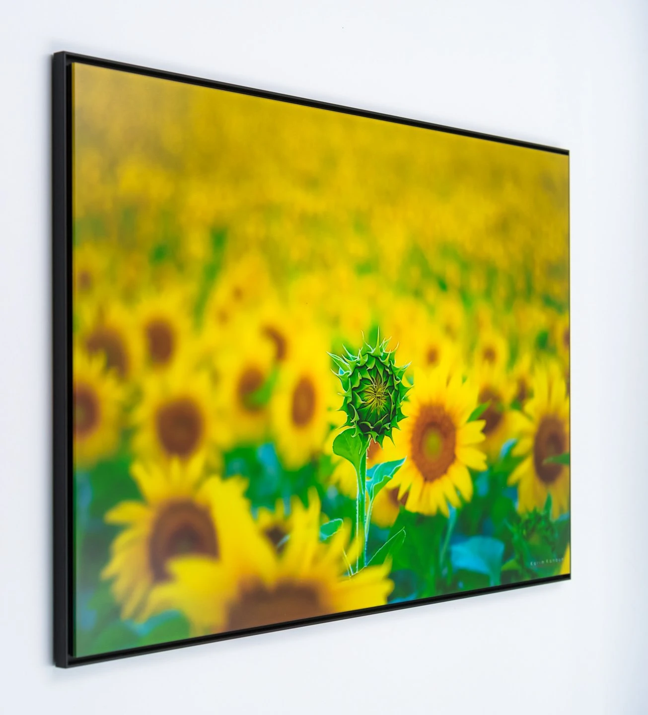 Disctinction - Ansicht 4