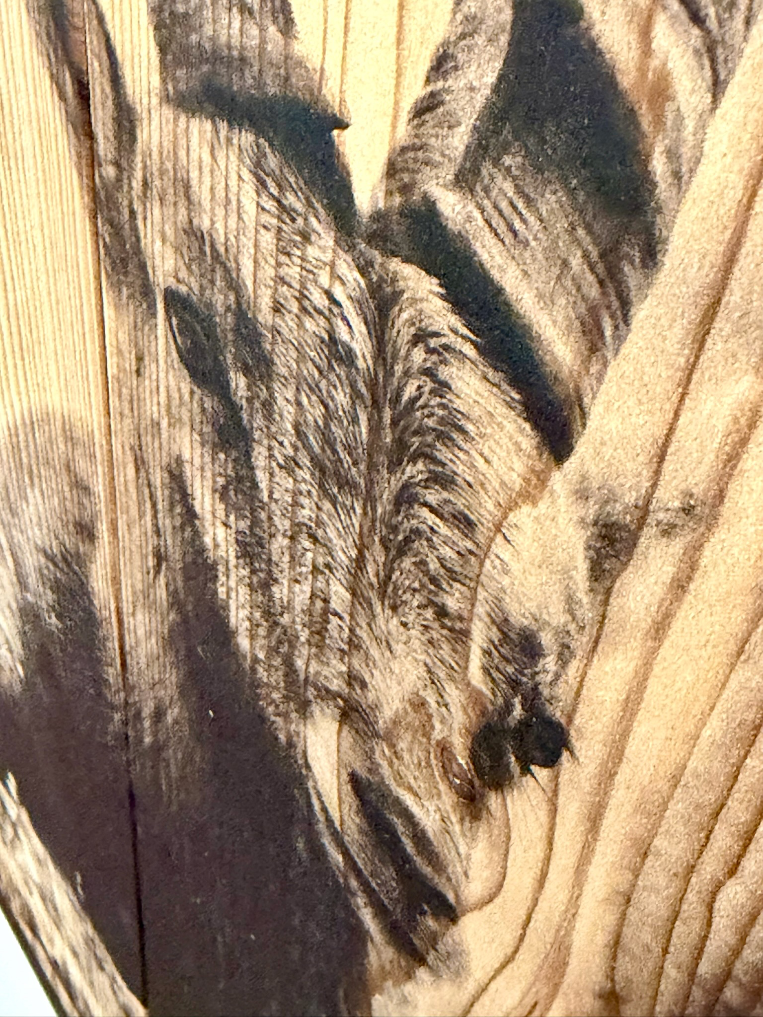 Two ibexes - alternate view