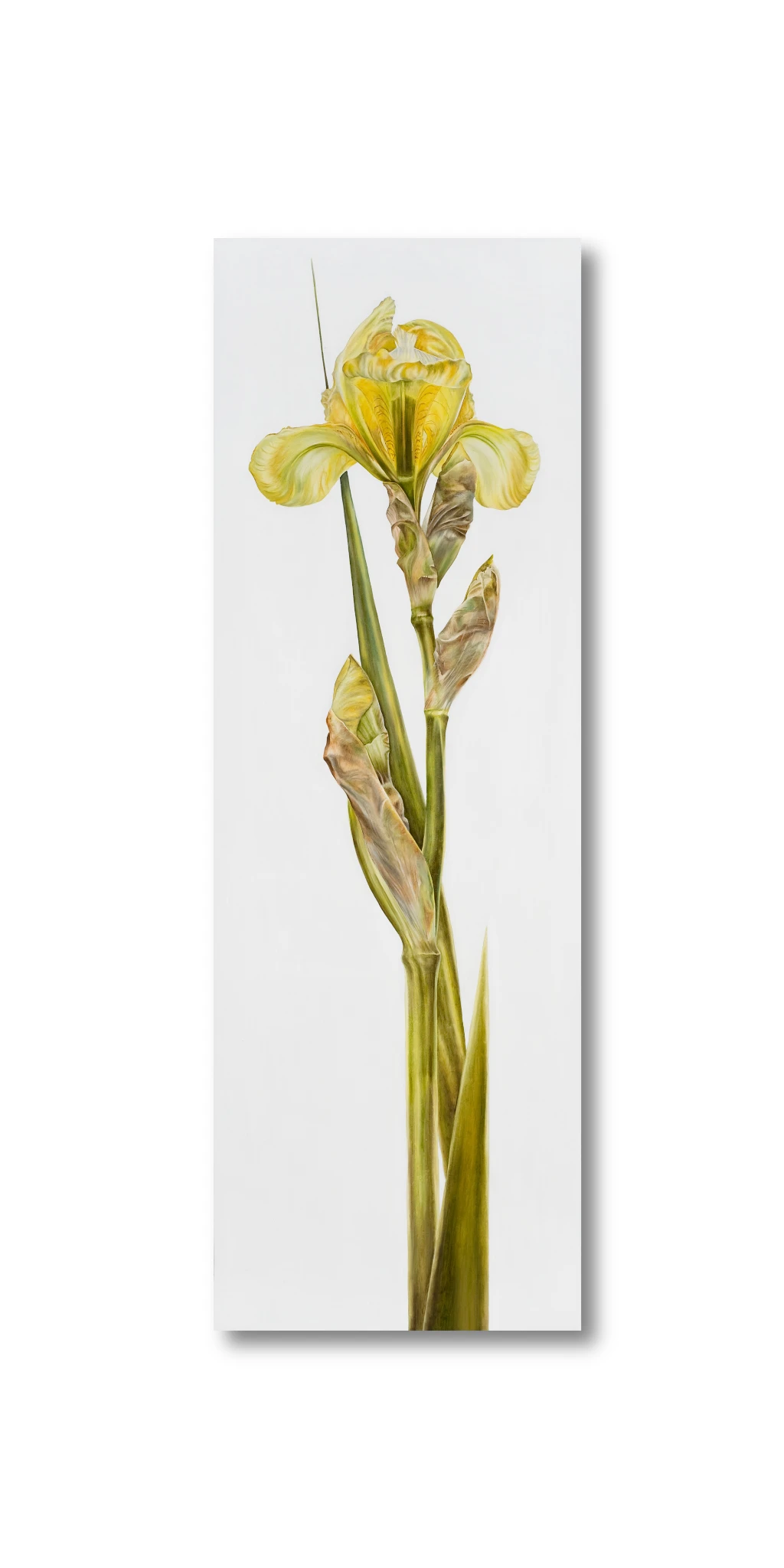 Yellow Iris - Ansicht 2