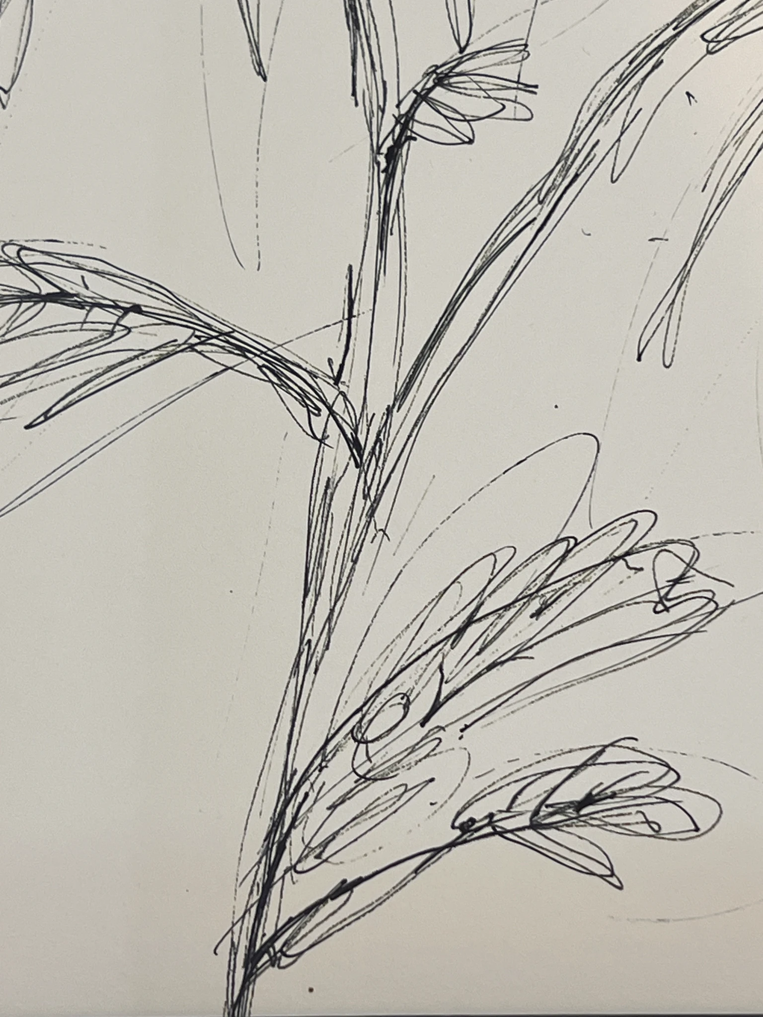 Sunflowers — alternate view