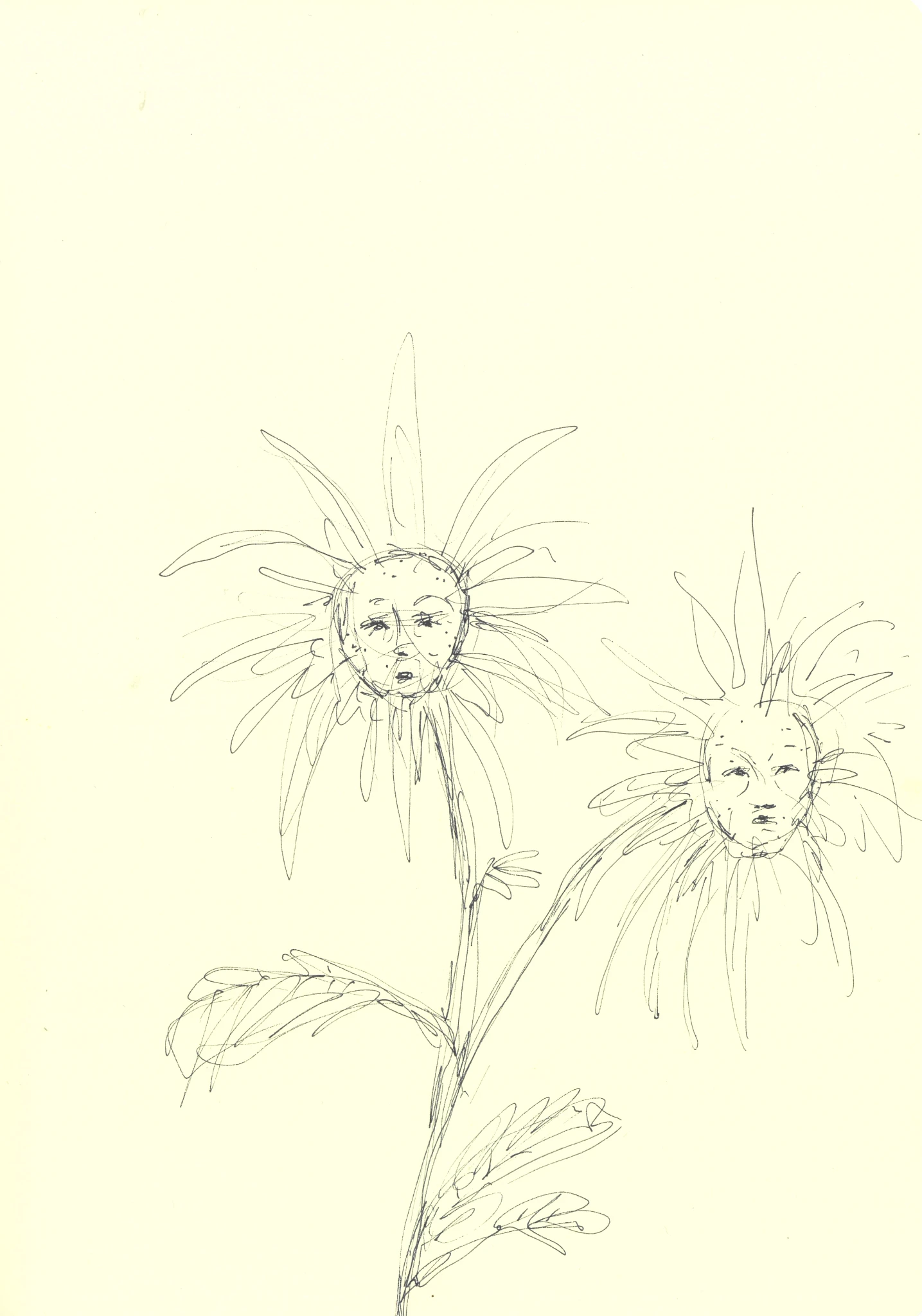 Sunflowers